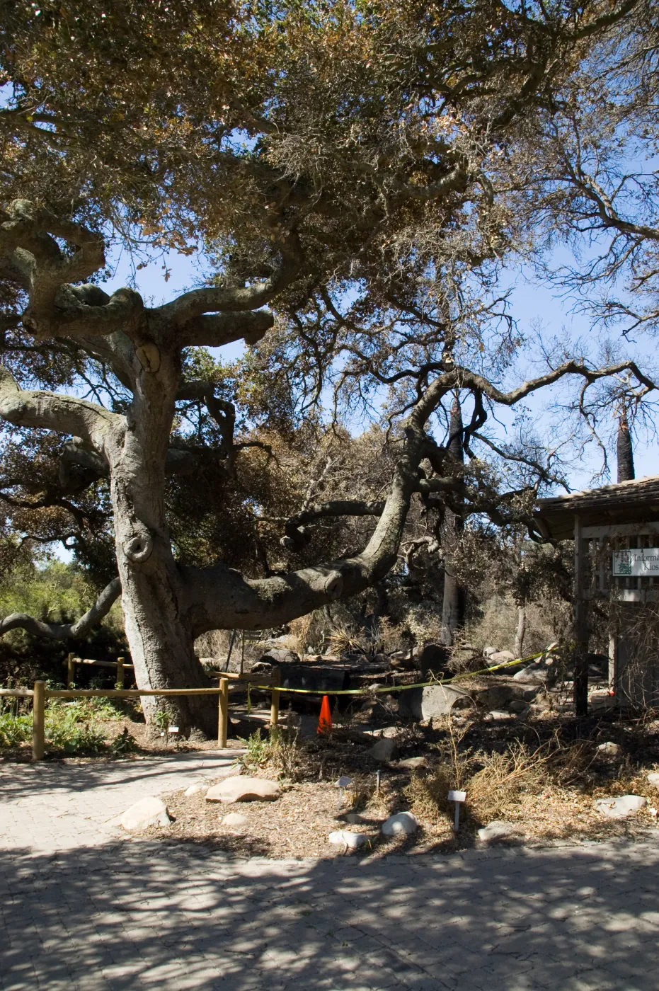 Santa Barbara Botanic Garden after the Jesusita Fire (Coastal Live Oak)