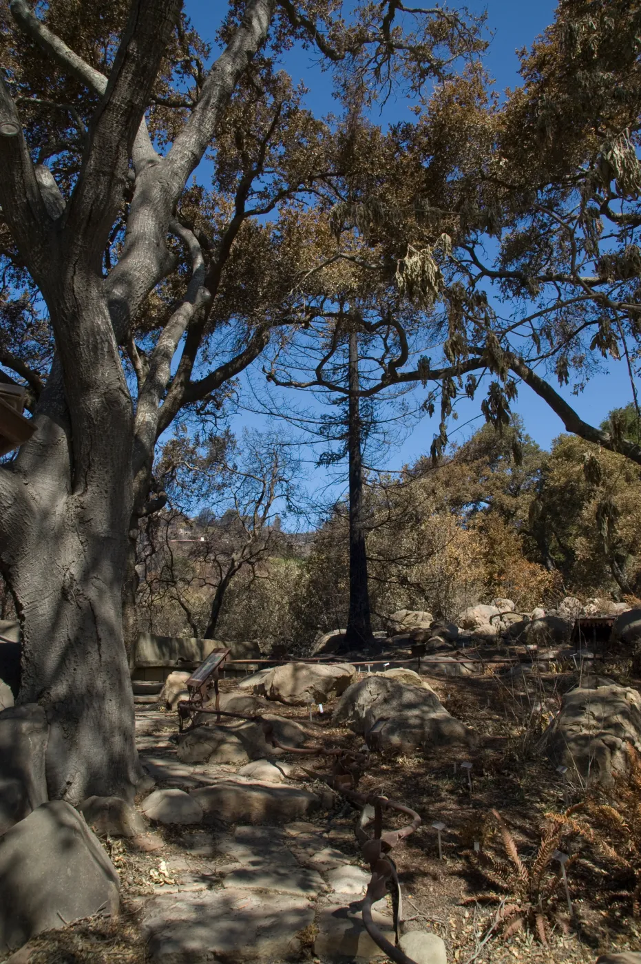 Santa Barbara Botanic Garden after the Jesusita Fire