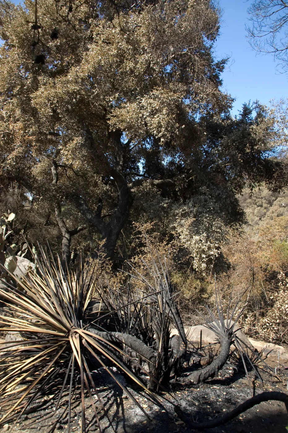 Santa Barbara Botanic Garden after the Jesusita Fire