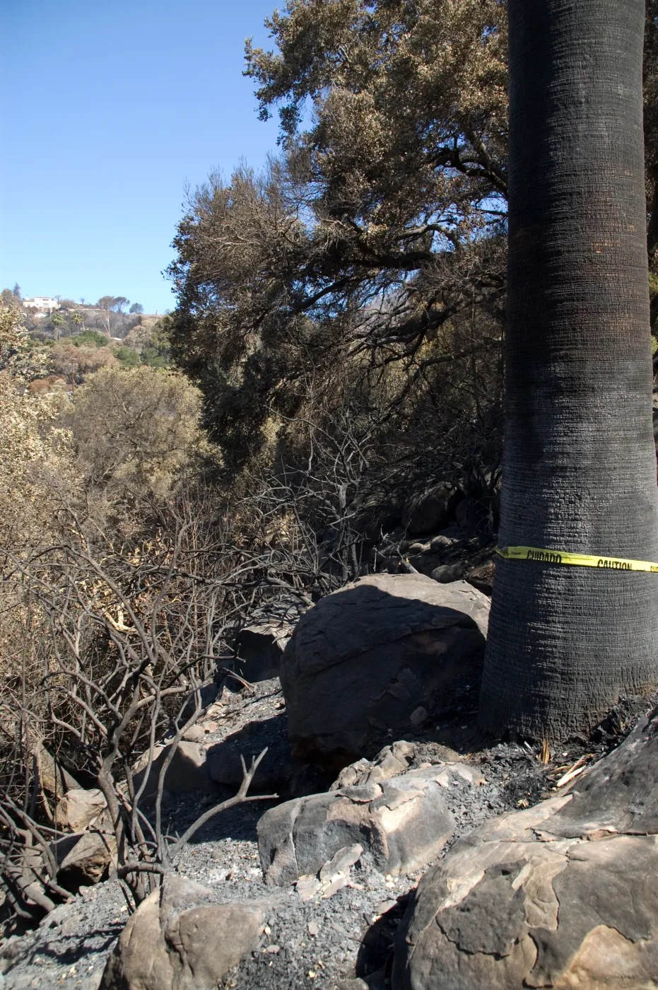 Santa Barbara Botanic Garden after the Jesusita Fire, burned slope
