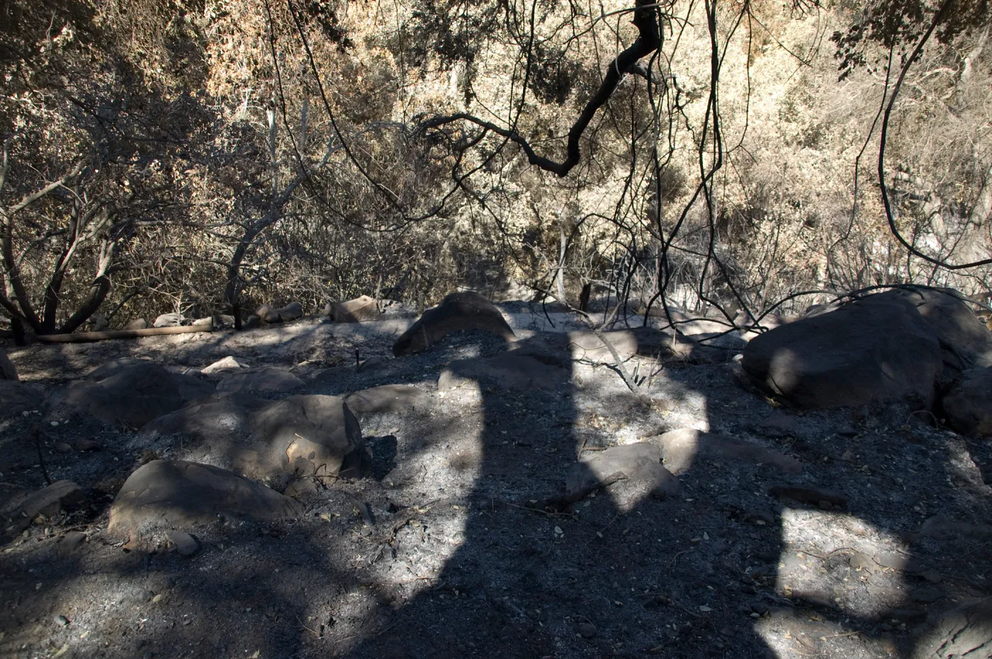 Santa Barbara Botanic Garden after the Jesusita Fire