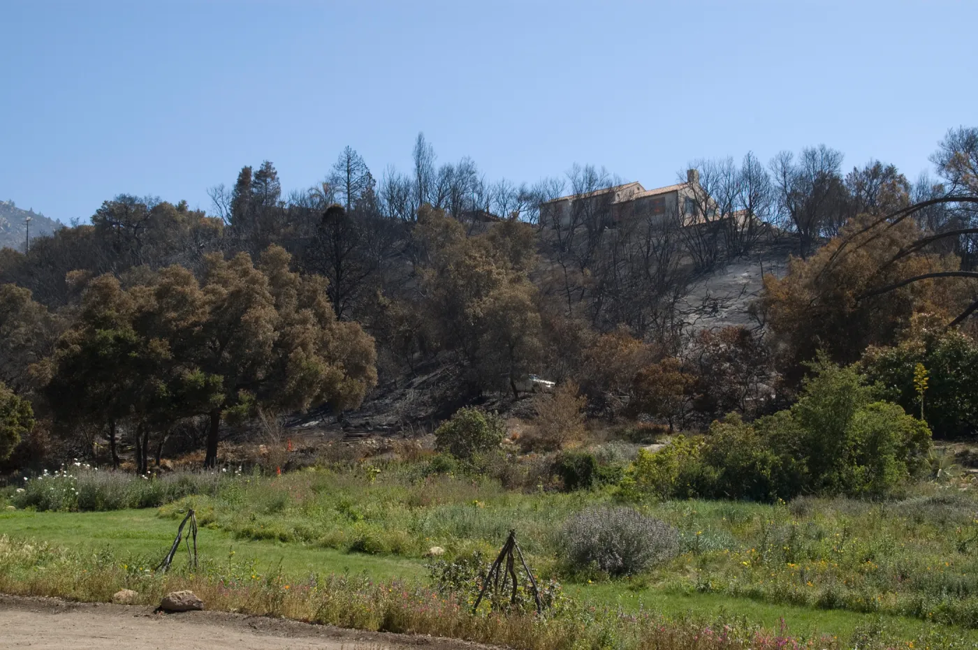 Santa Barbara Botanic Garden after the Jesusita Fire