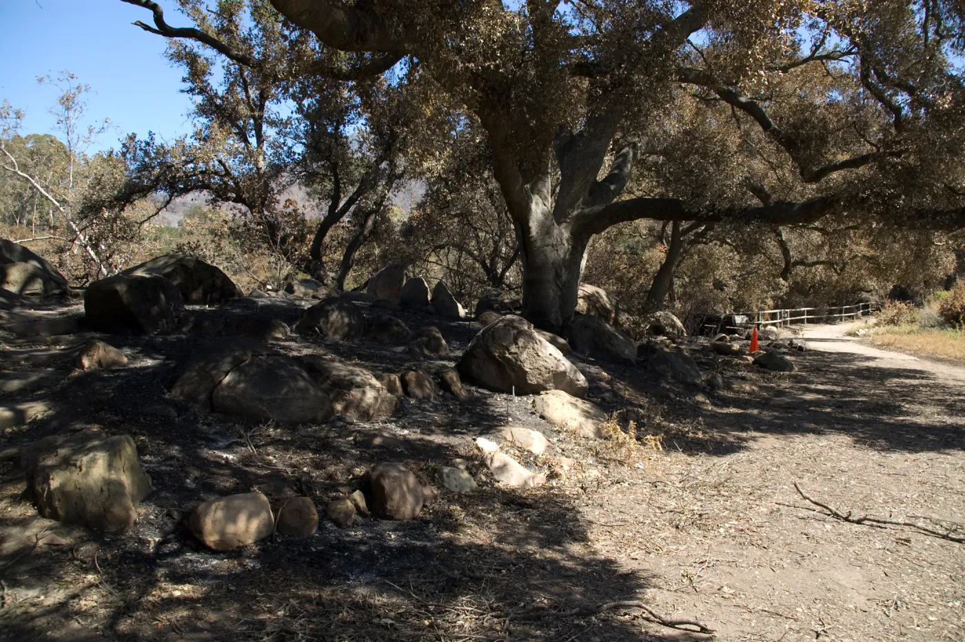 Santa Barbara Botanic Garden after the Jesusita Fire