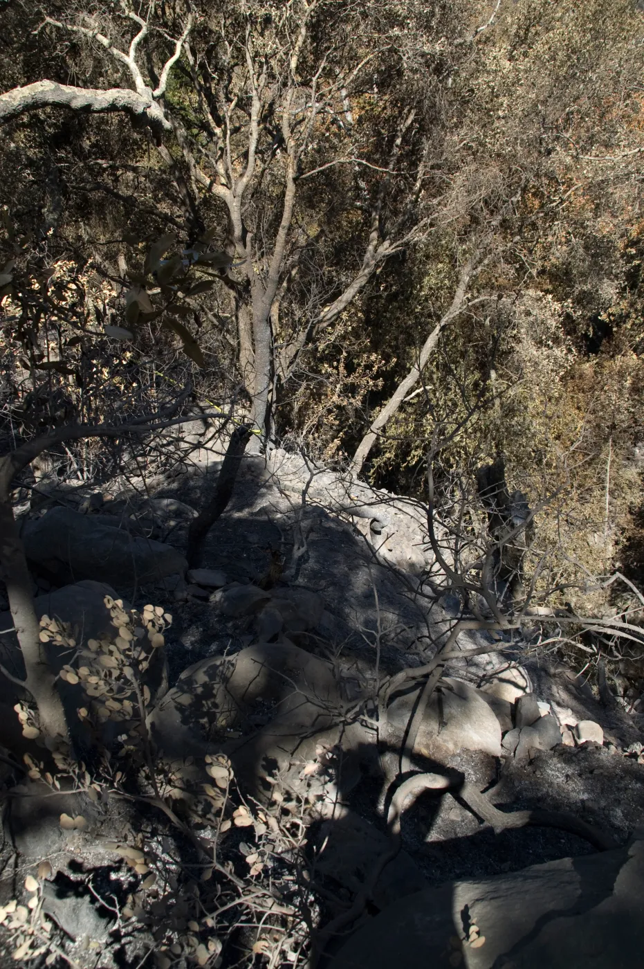 Santa Barbara Botanic Garden after the Jesusita Fire, view down canyon slope from Meadow Oaks