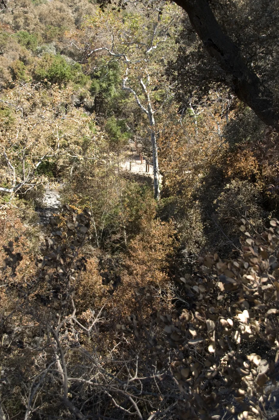 Santa Barbara Botanic Garden after the Jesusita Fire, Mission Dam Overlook