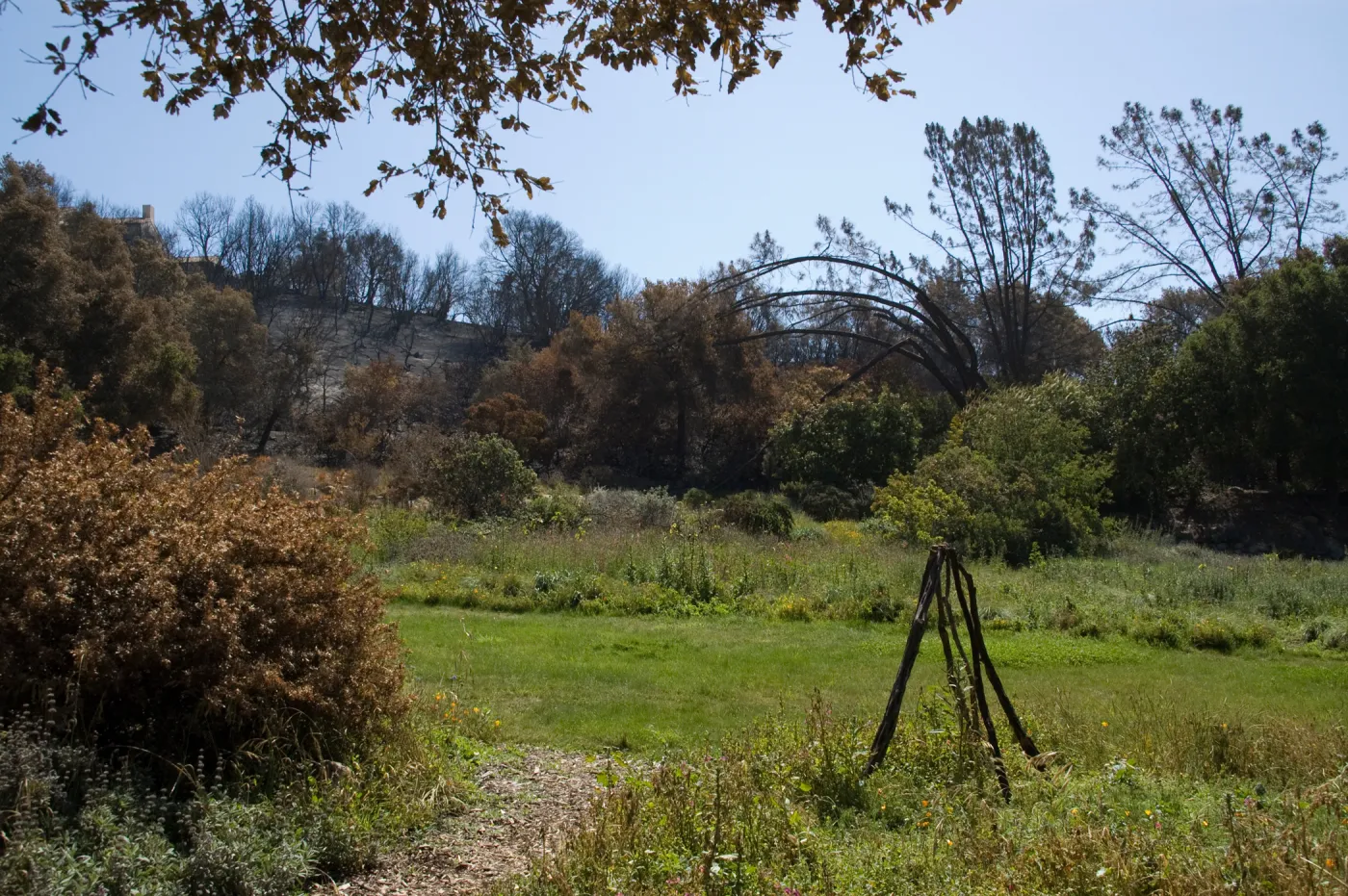 Santa Barbara Botanic Garden after the Jesusita Fire, burned vegetation surrounding Meadow