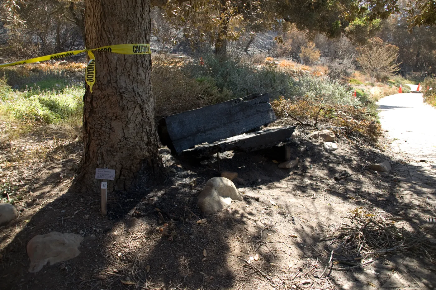 Santa Barbara Botanic Garden after the Jesusita Fire, burned wood bench