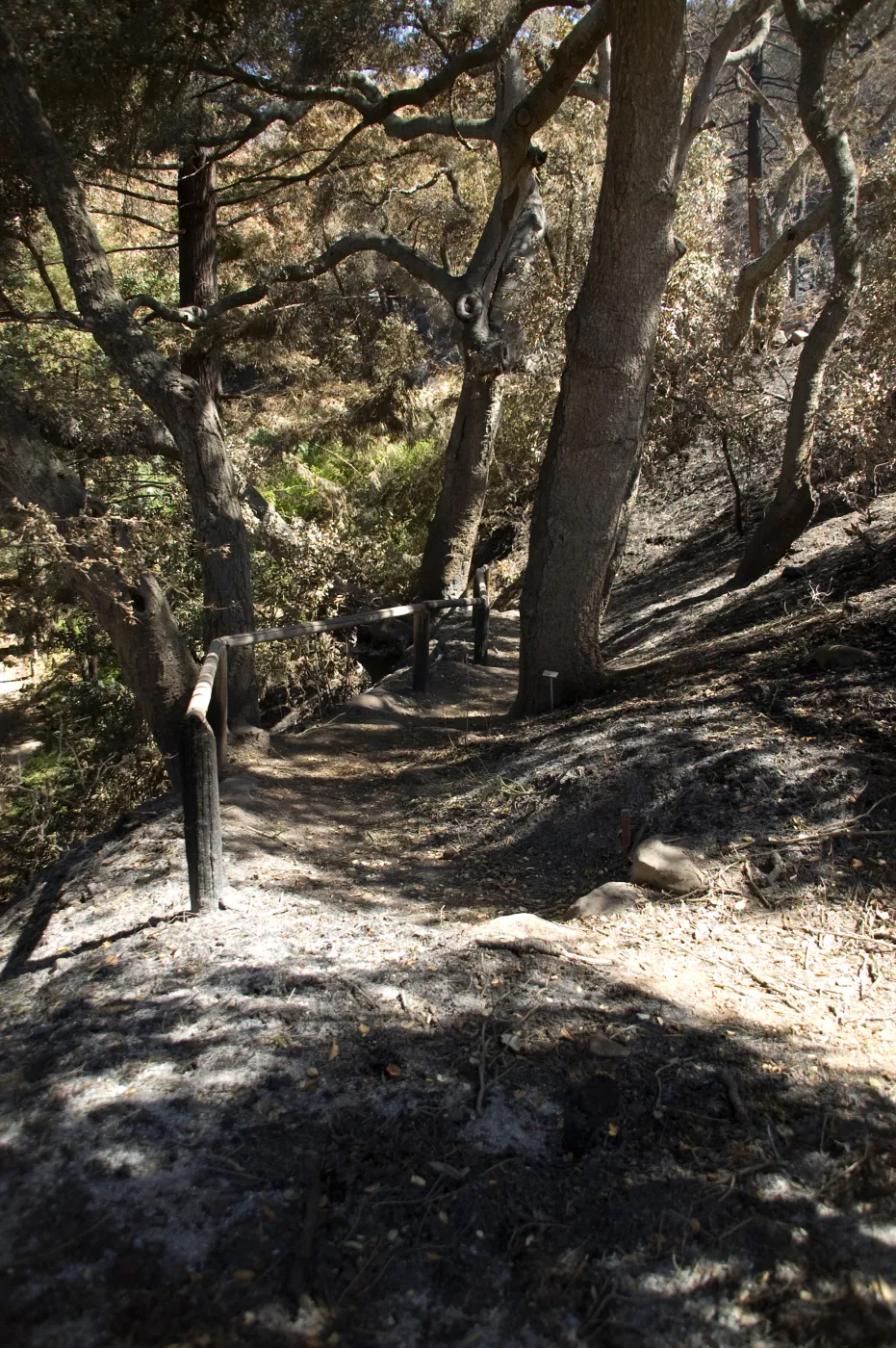 Santa Barbara Botanic Garden after the Jesusita Fire, burned railing at Indian Steps