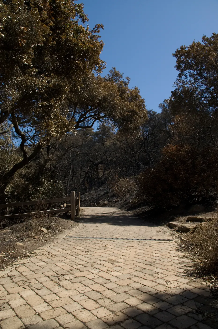 Santa Barbara Botanic Garden after the Jesusita Fire