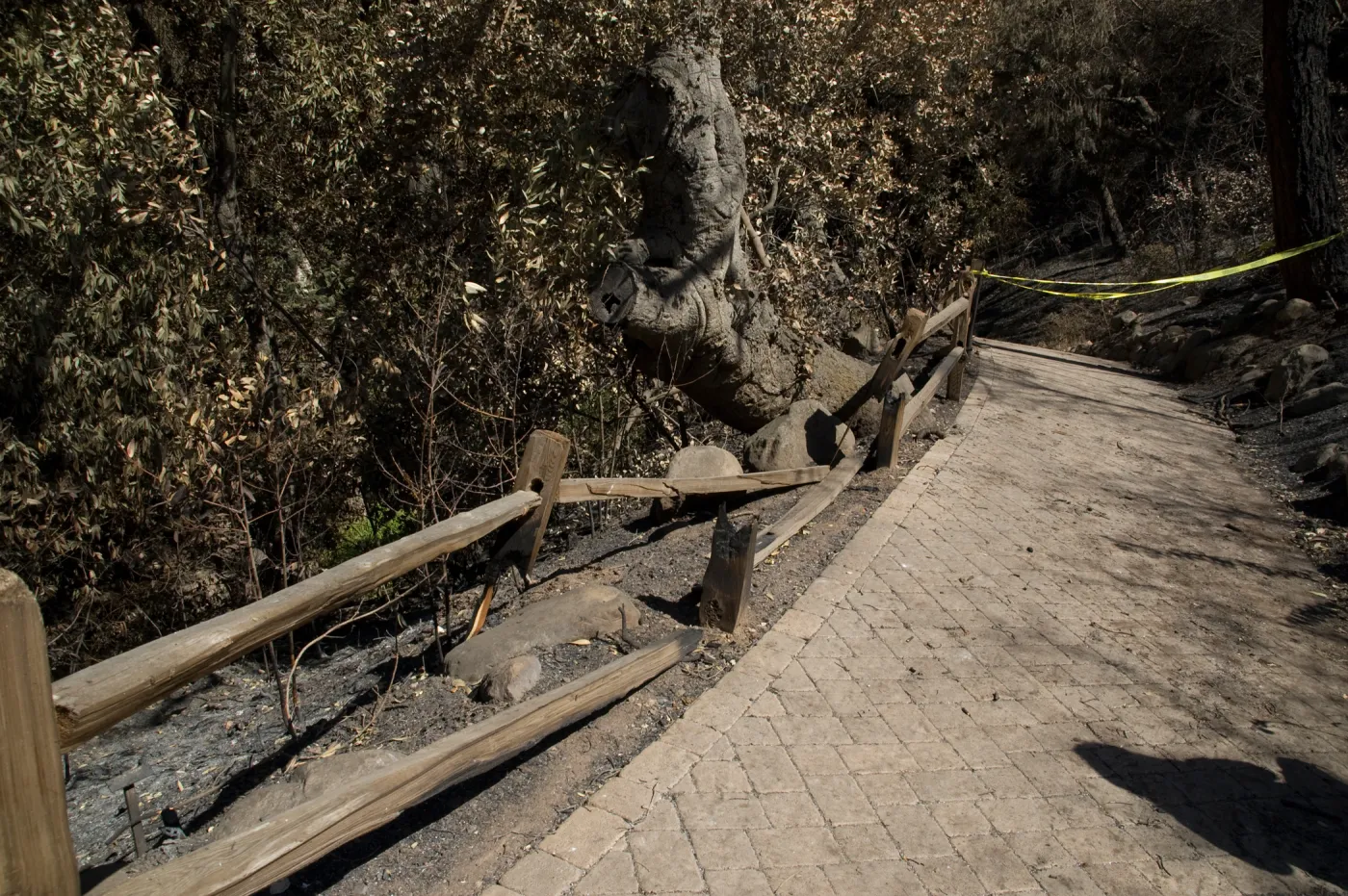 Santa Barbara Botanic Garden after the Jesusita Fire, burned railing along Redwood section