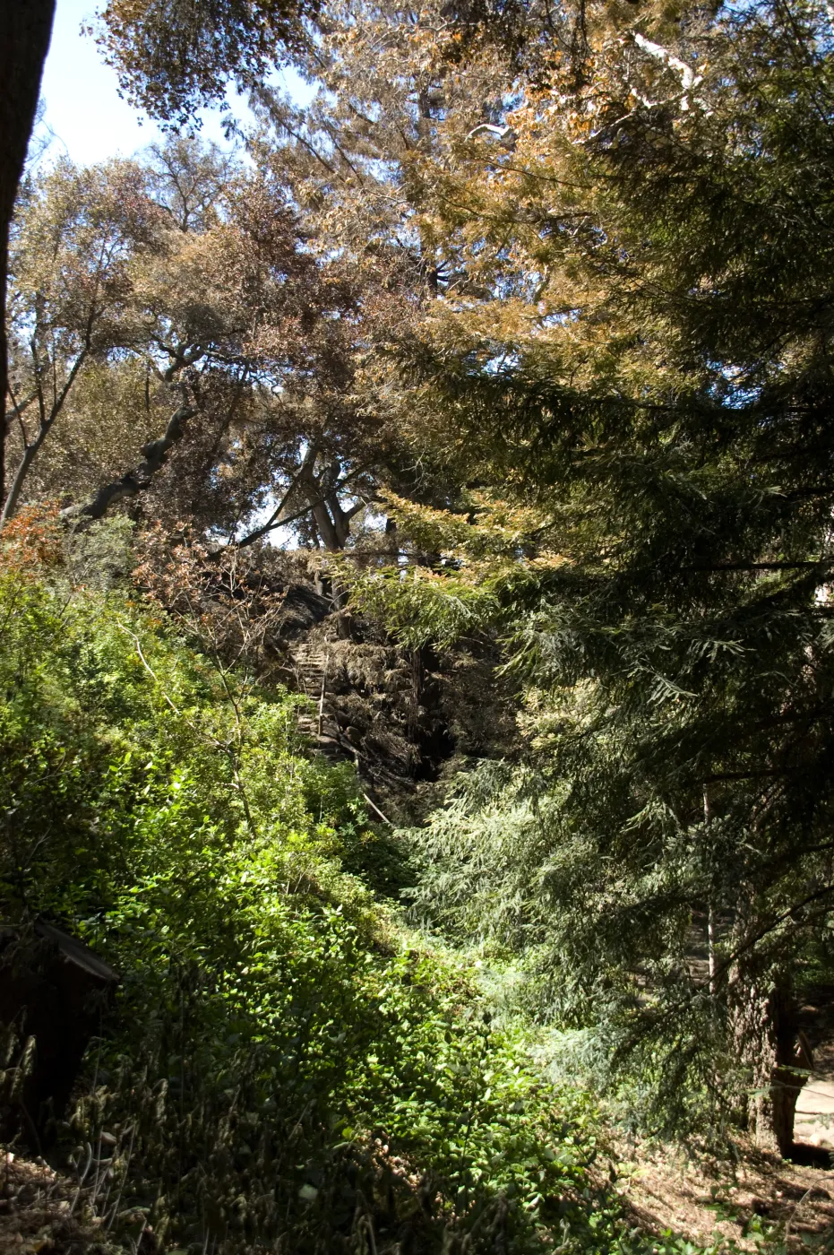 Santa Barbara Botanic Garden after the Jesusita Fire, burned vegetation in Redwood section