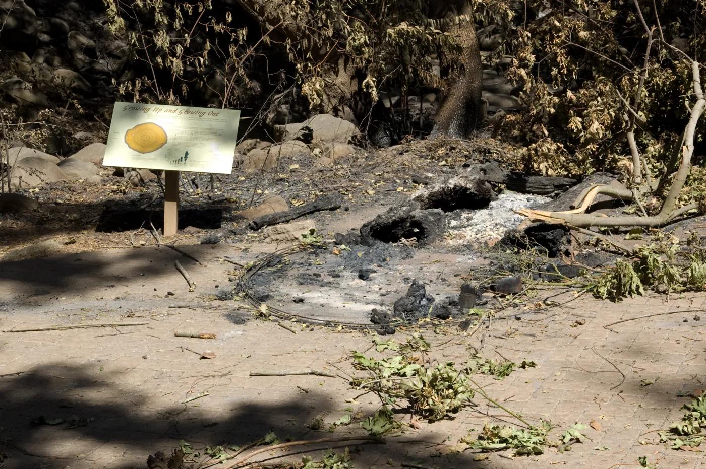 Santa Barbara Botanic Garden after the Jesusita Fire, burned Redwood Cross-section