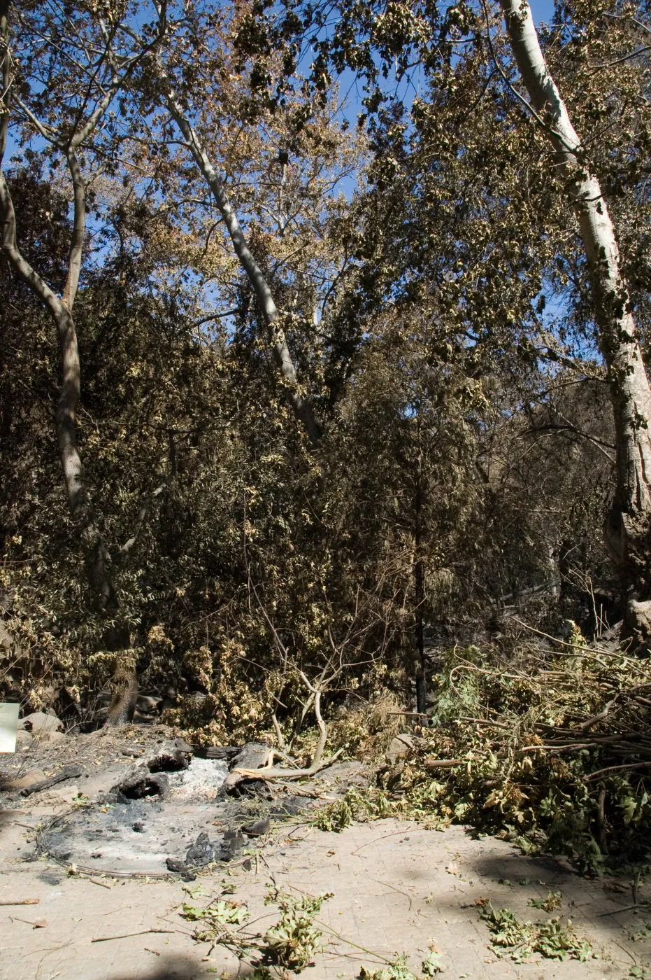 Santa Barbara Botanic Garden after the Jesusita Fire