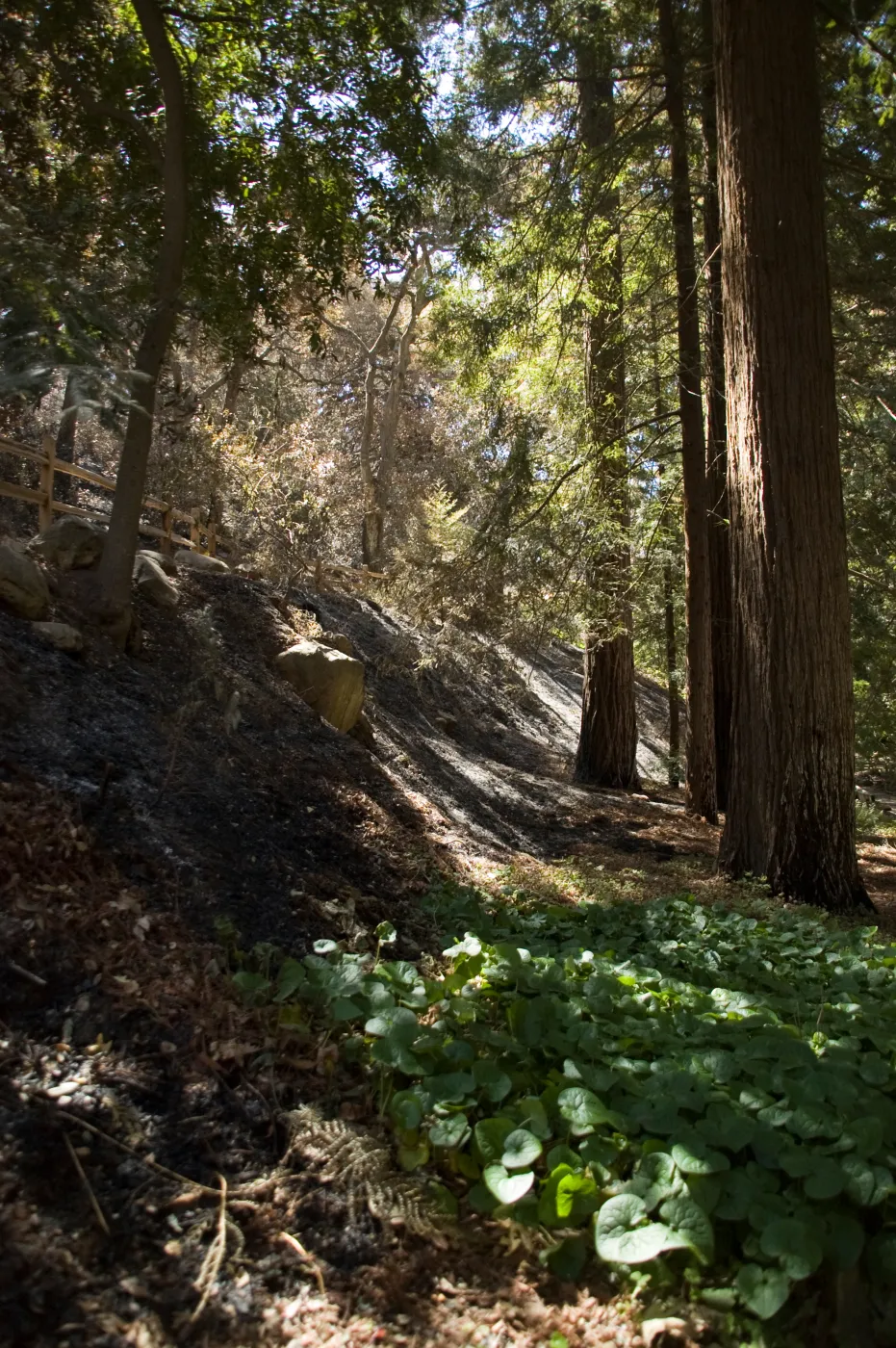 Santa Barbara Botanic Garden after the Jesusita Fire, burned slope in Redwood section
