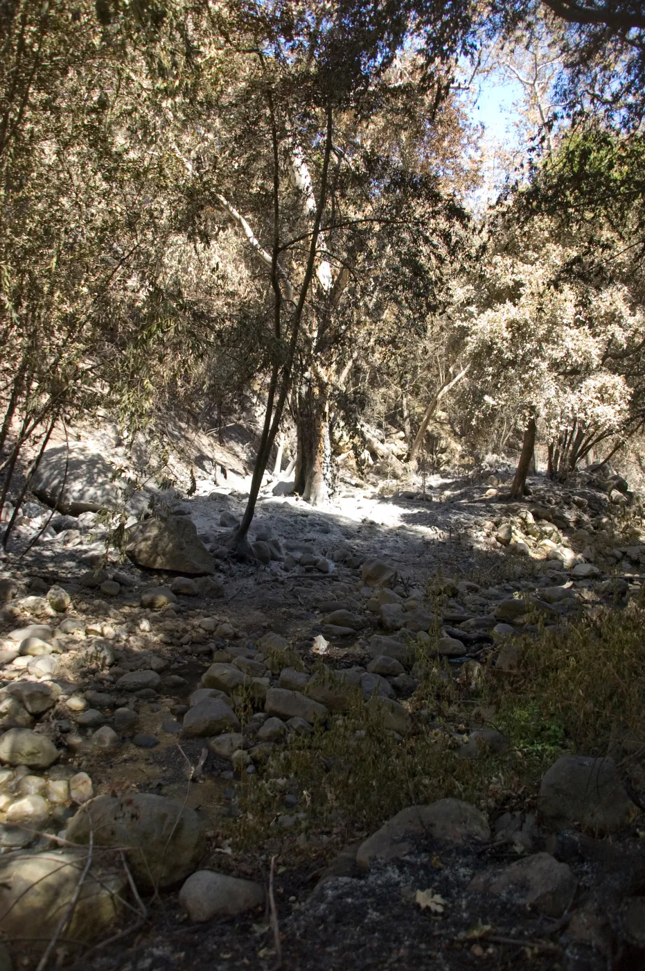 Santa Barbara Botanic Garden after the Jesusita Fire