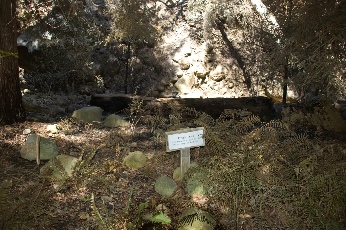 Santa Barbara Botanic Garden after the Jesusita Fire, burned ferns , Fragile Area sign