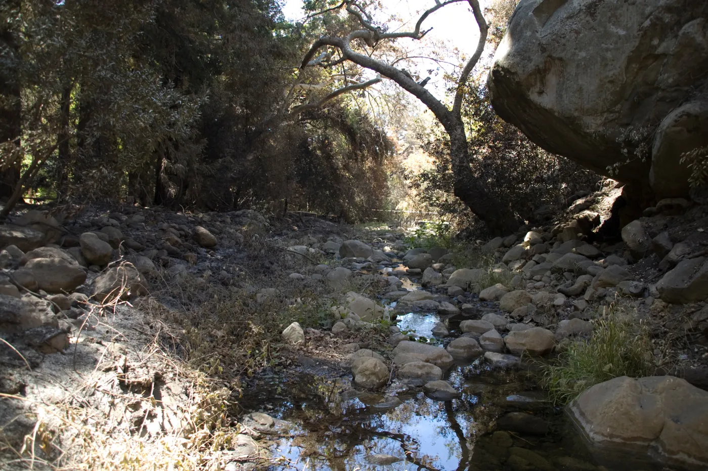 Santa Barbara Botanic Garden after the Jesusita Fire, Mission Creek