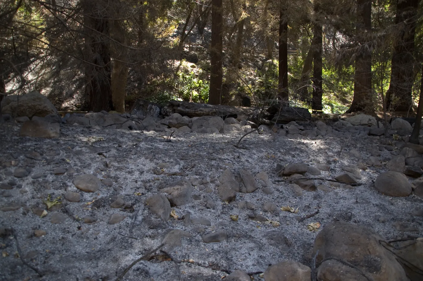 Santa Barbara Botanic Garden after the Jesusita Fire, ash covered rocks along Mission Creek