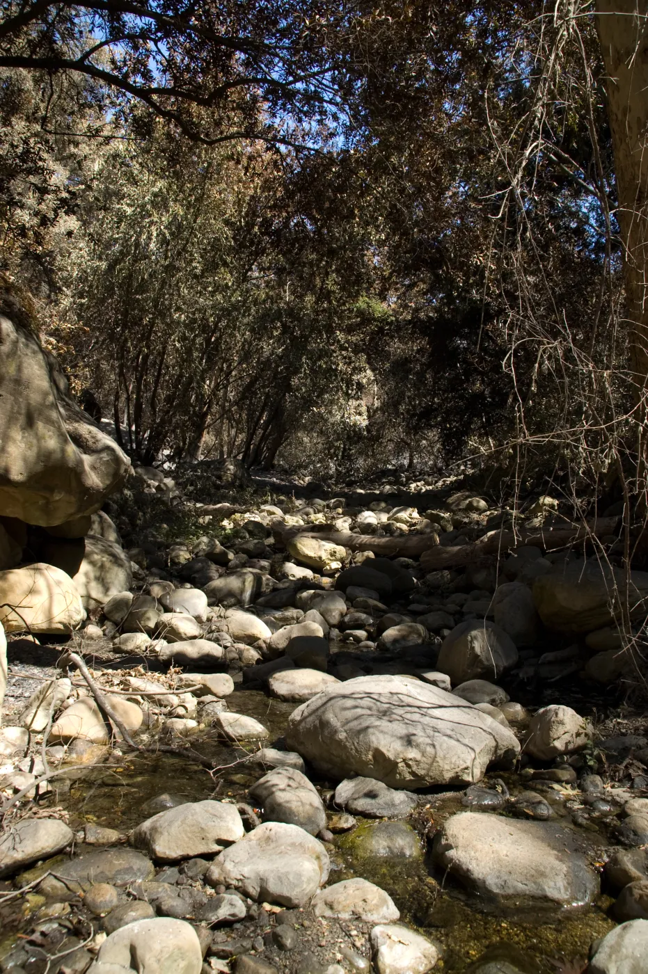 Santa Barbara Botanic Garden after the Jesusita Fire, burned vegetation along Mission Creek
