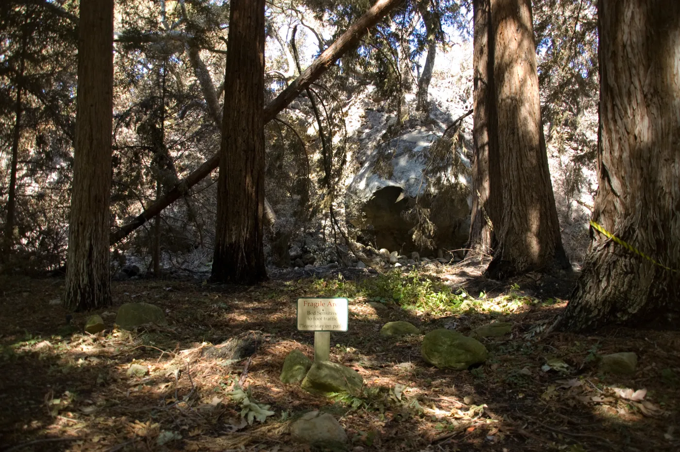 Santa Barbara Botanic Garden after the Jesusita Fire, Redwood section and Mission Creek