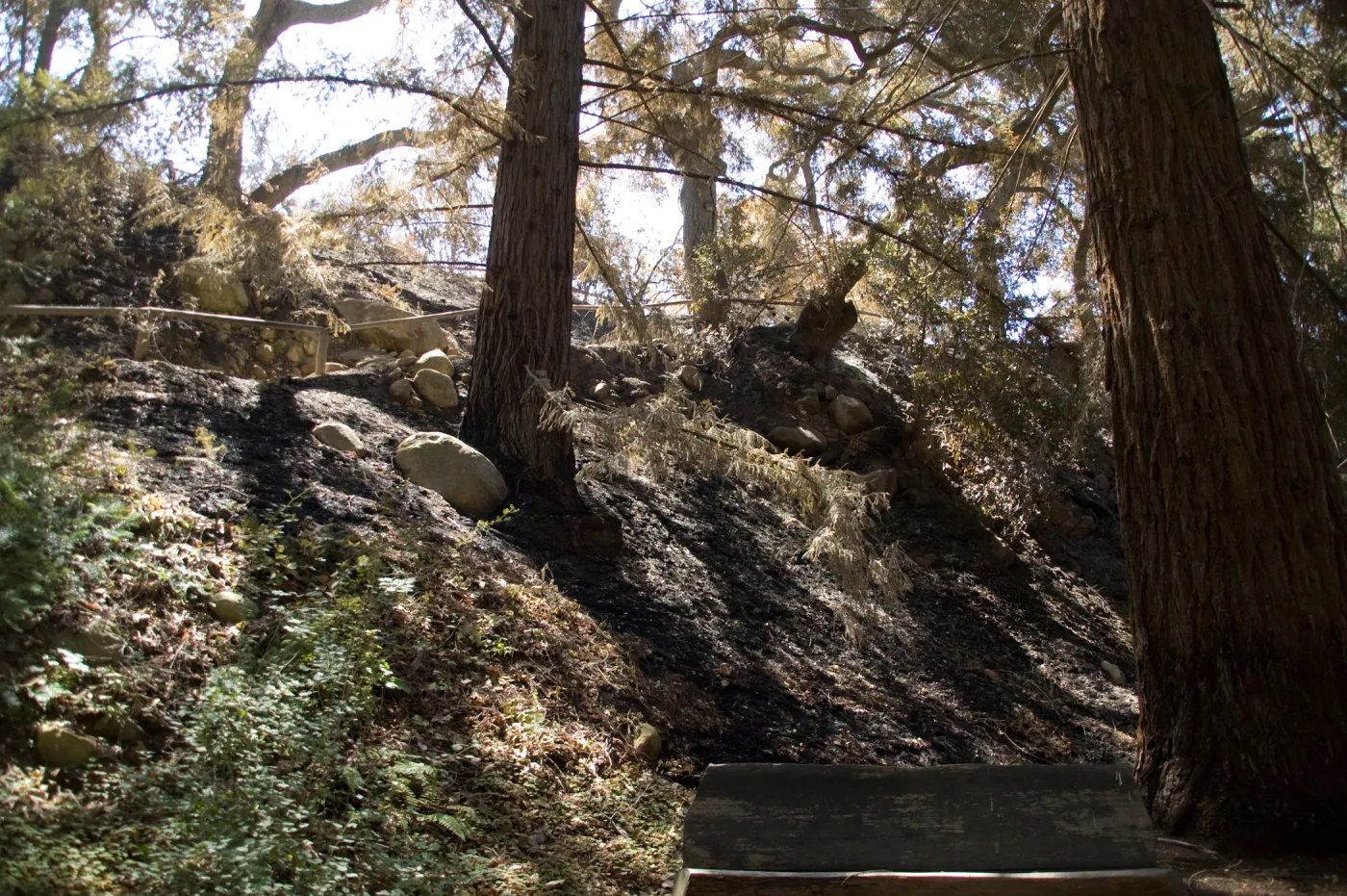 Santa Barbara Botanic Garden after the Jesusita Fire