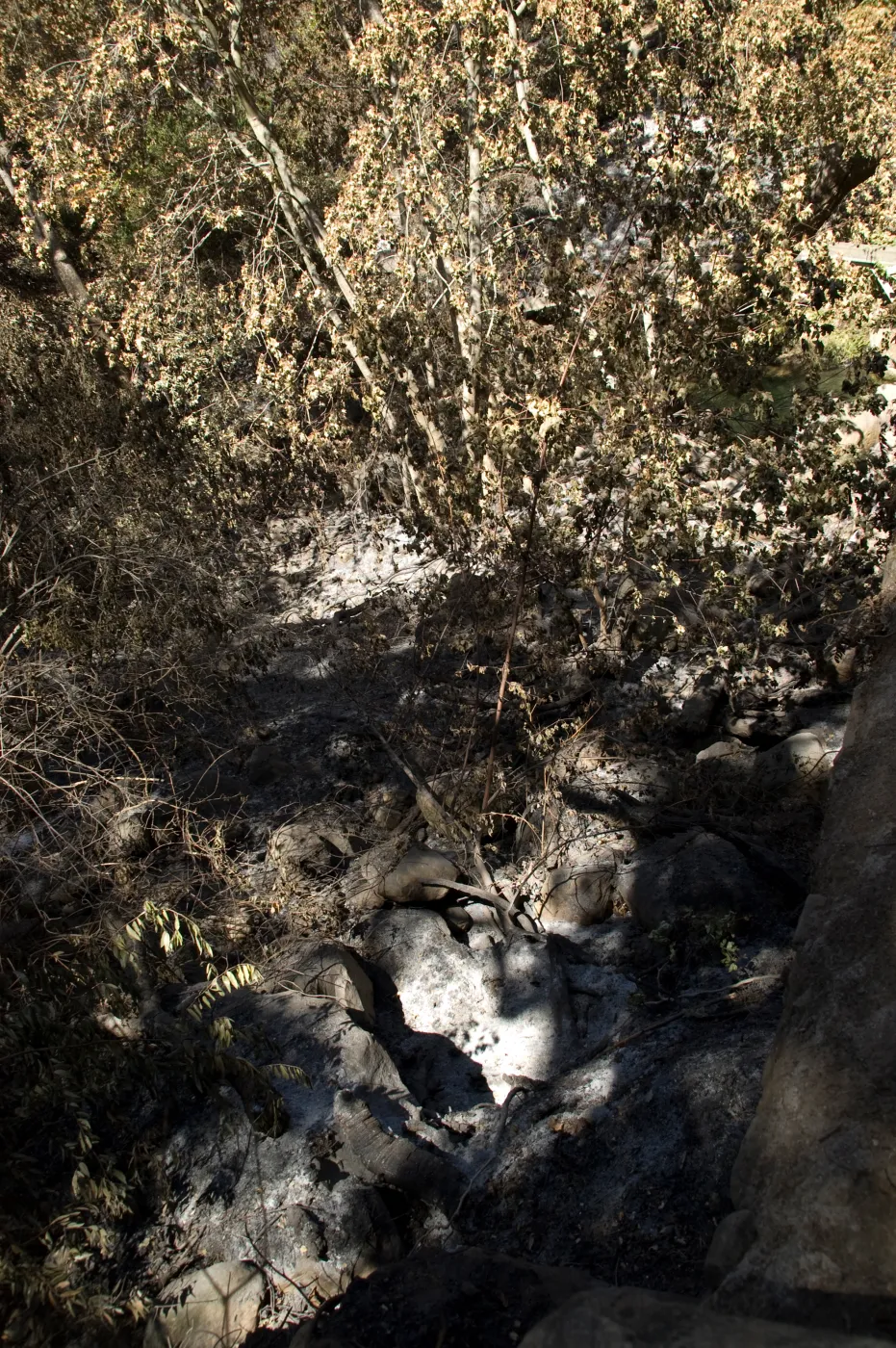 Santa Barbara Botanic Garden after the Jesusita Fire, view over Mission Dam