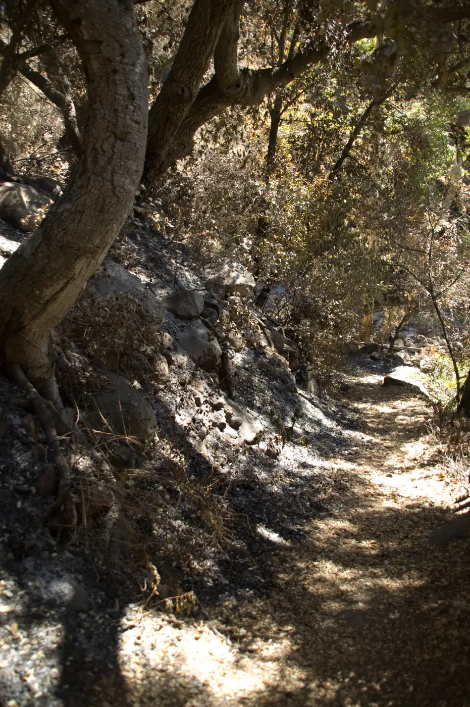 Santa Barbara Botanic Garden after the Jesusita Fire, Pritchett Trail