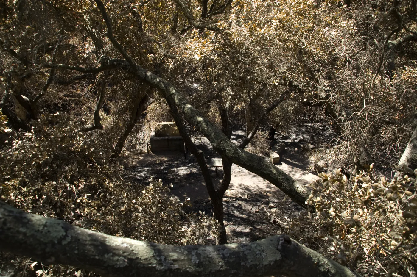 Santa Barbara Botanic Garden after the Jesusita Fire, Fiber Arts Display