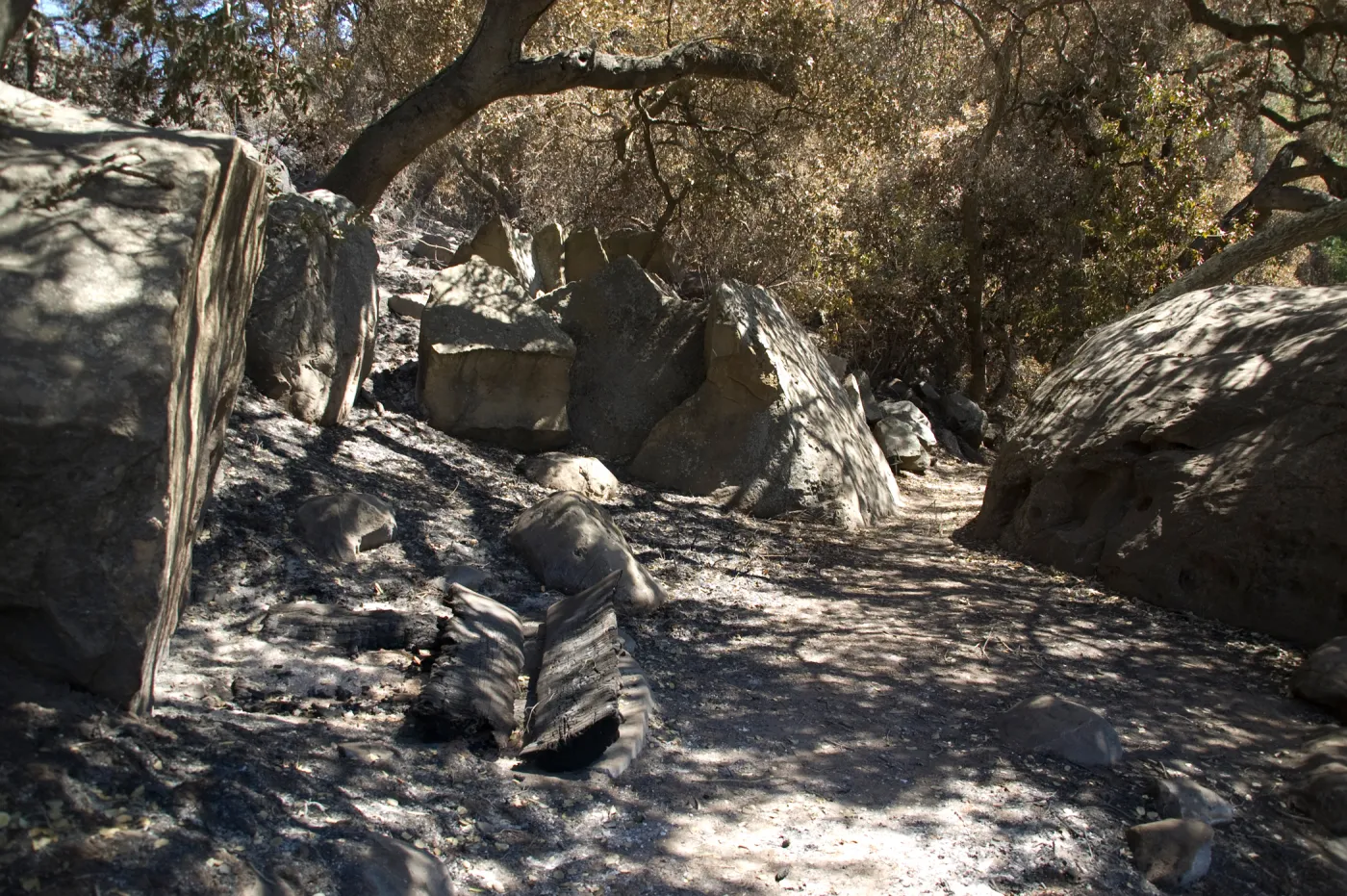 Santa Barbara Botanic Garden after the Jesusita Fire, Pritchett Trail, burned wooden bemch