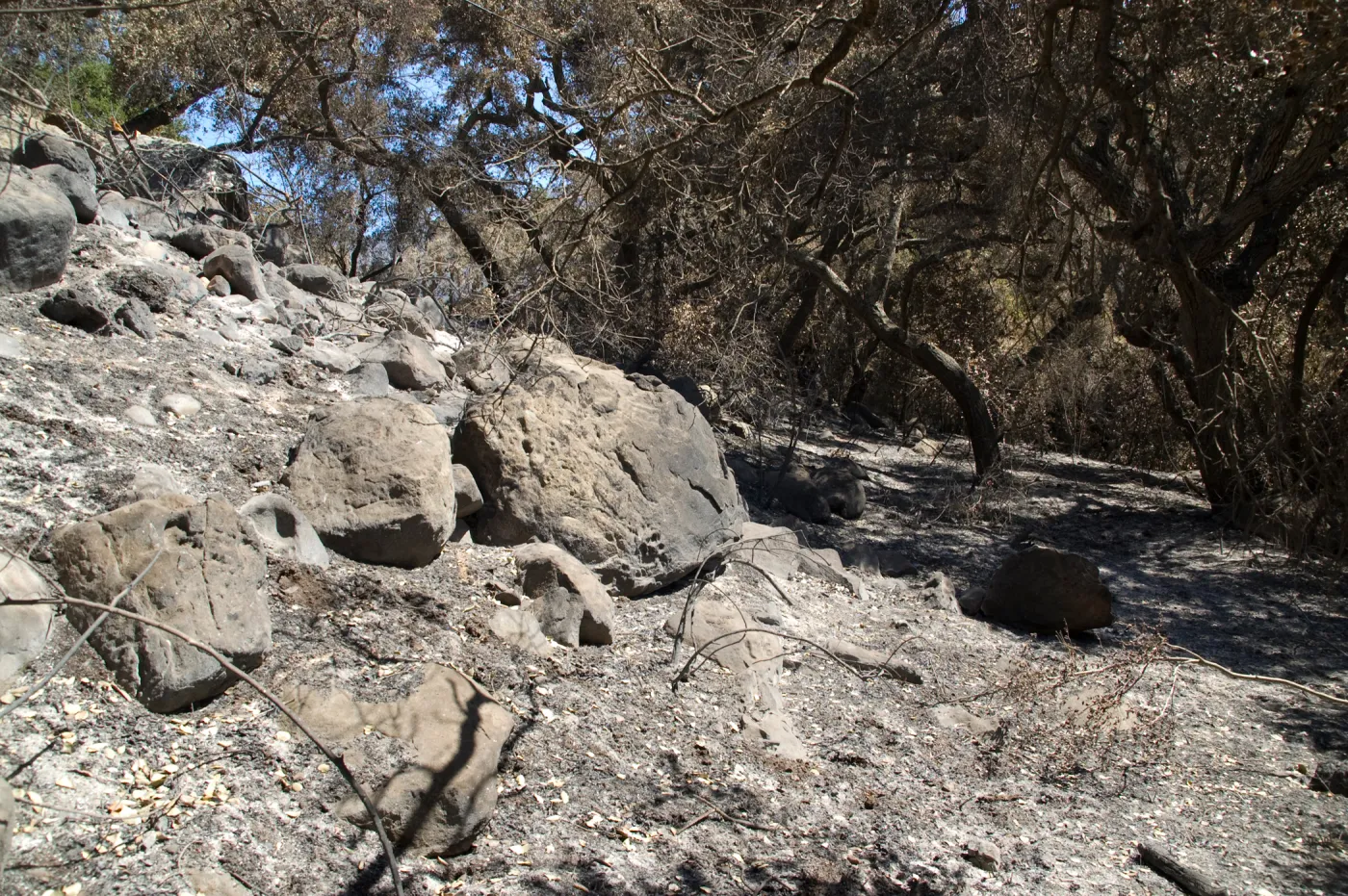 Santa Barbara Botanic Garden after the Jesusita Fire, Pritchett Trail
