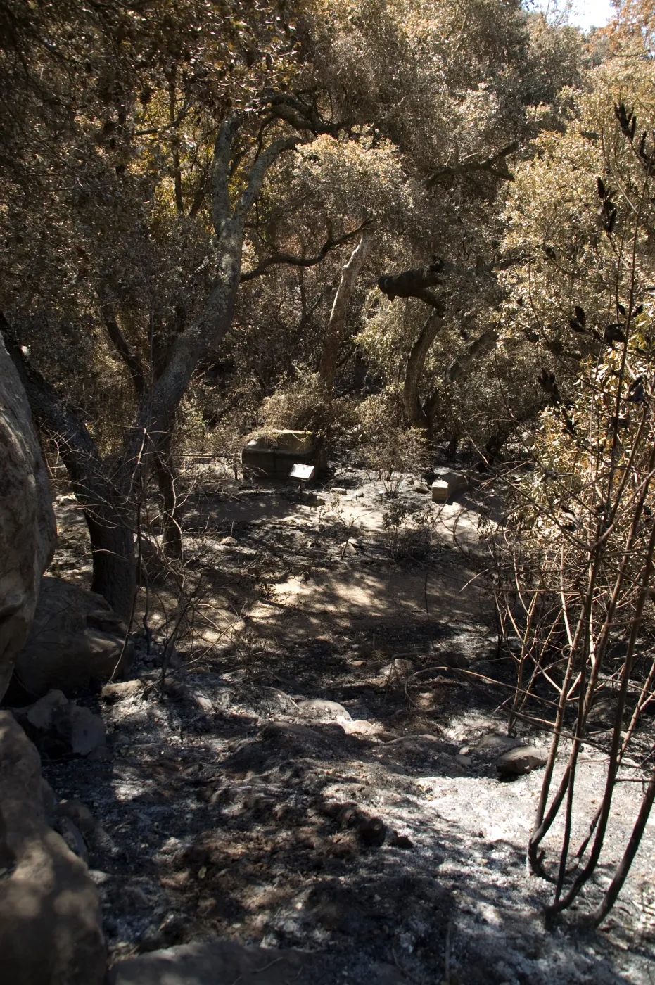 Looking down drainage from Pritchett Trail to Fiber Arts display after the Jesusita Fire