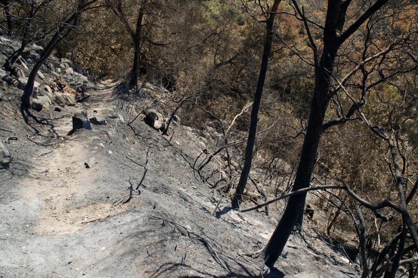 Pritchett Trail, Santa Barbara Botanic Garden after the Jesusita Fire