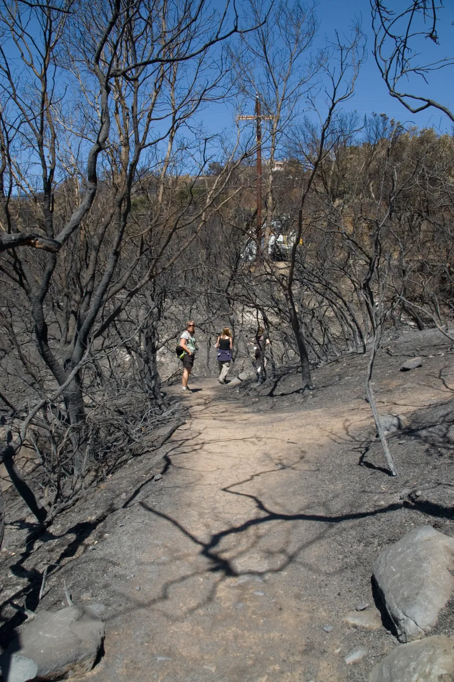 Pritchett Trail near Tunnel Road gate, after the Jesusita Fire