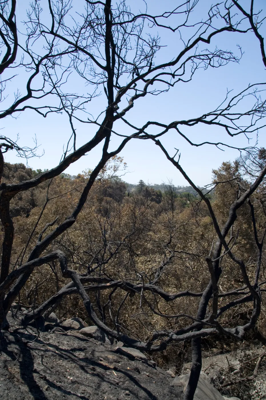 burned canopy above Mission Canyon after the Jesusita Fire