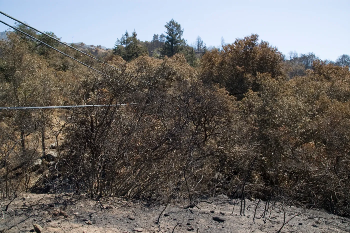 Santa Barbara Botanic Garden after the Jesusita Fire, top of Pritchett Trail