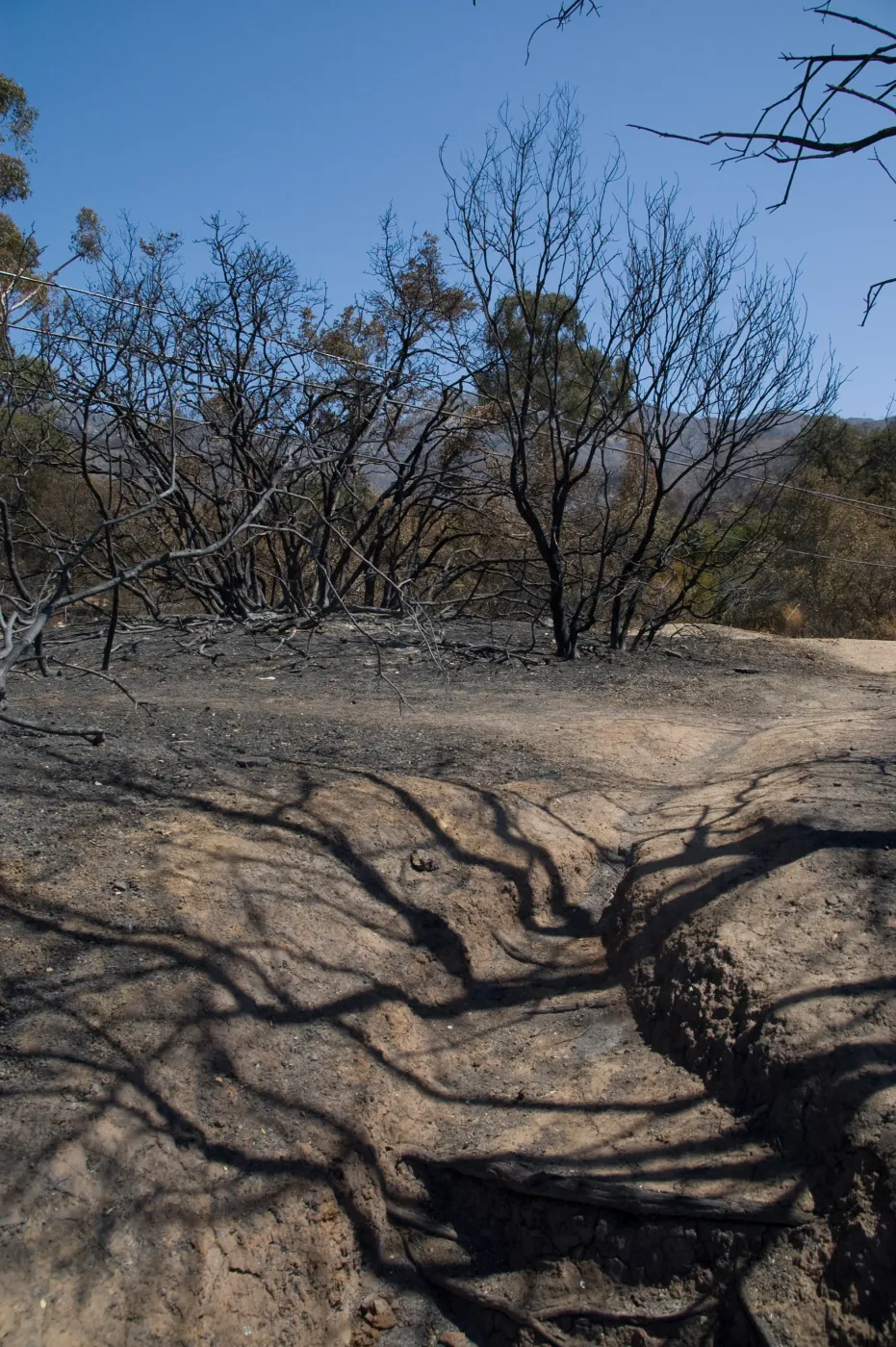 Pritchett Trail at Tunnel Road gate after the Jesusita Fire