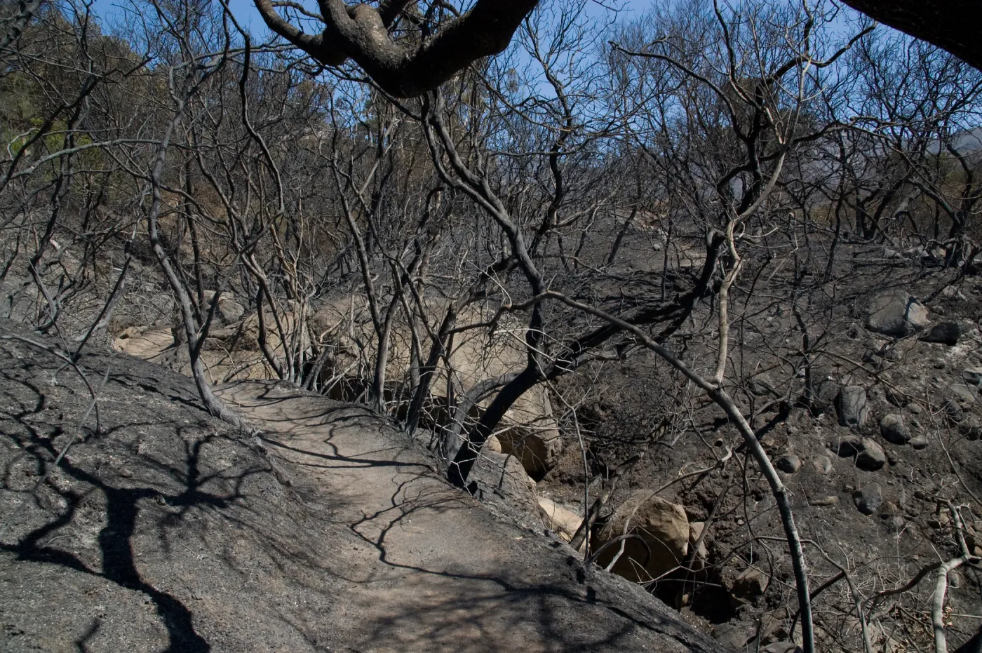 Pritchett Trail after the Jesusita Fire