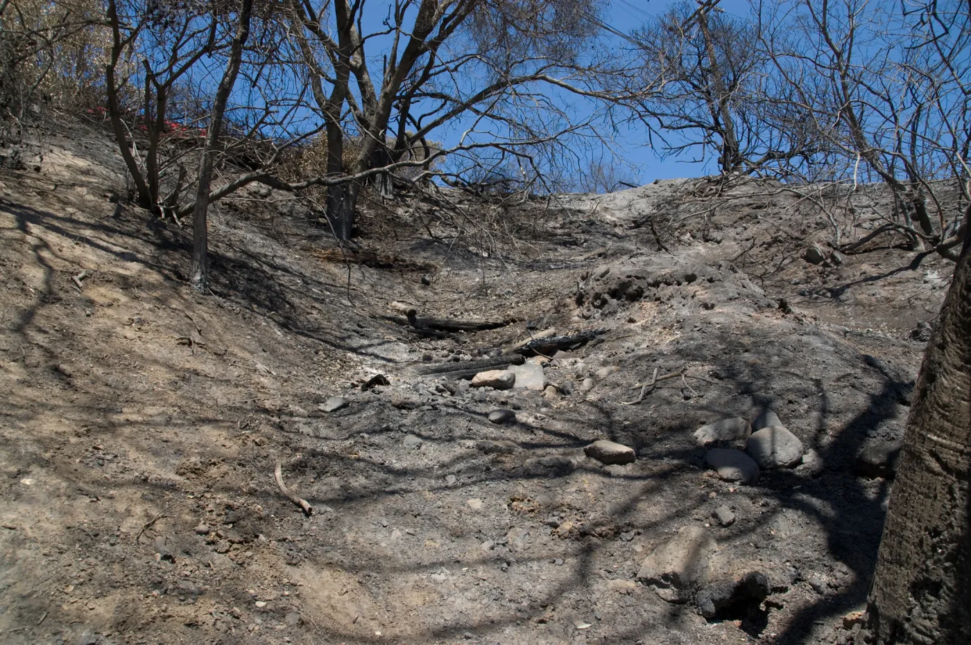 slope ablove Pritchett Trail and below tunnel Road after the Jesusita Fire