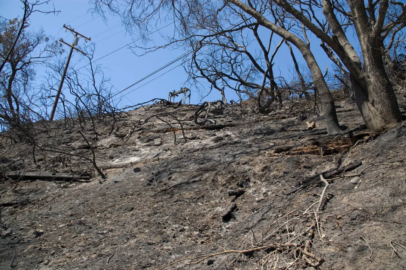 slope above Pritchett Trail and below Tunnel Road after the Jesusita Fire