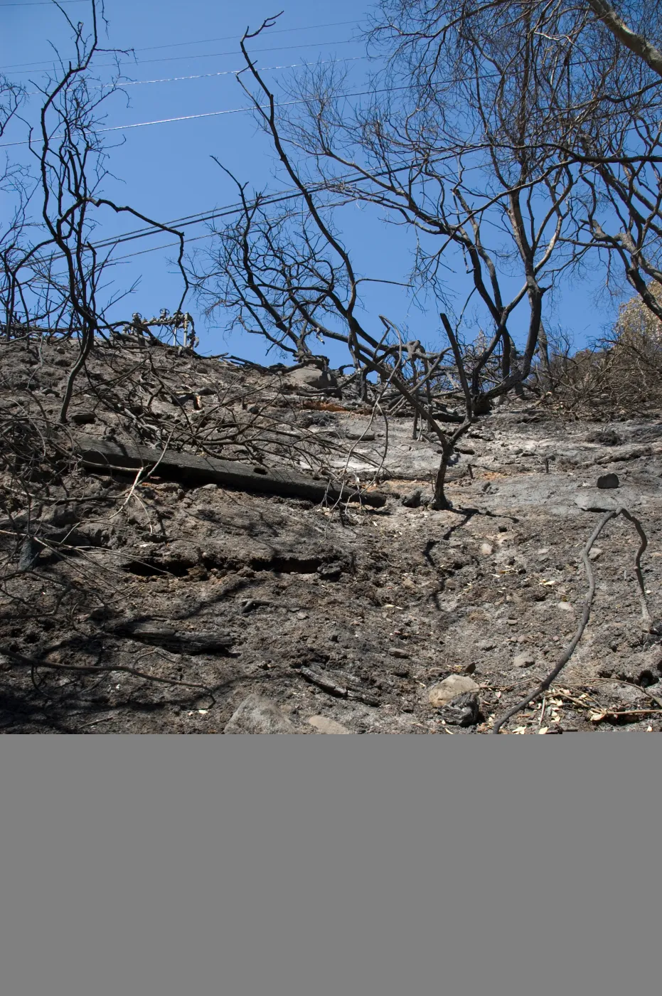 slope between Tunnel Road and Pritchett Trail after the Jesusita Fire