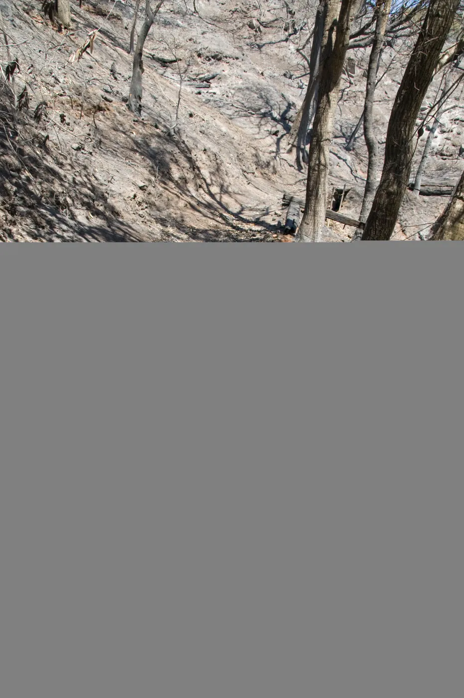 Burned railroad tie retaing wall on Pritchett Trail after the Jesusita Fire