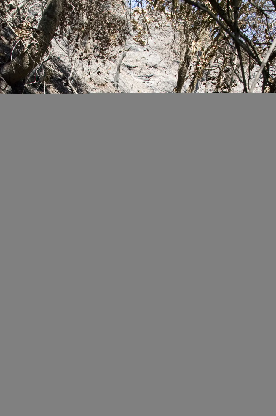 Pritchett Trail after the Jesusita Fire