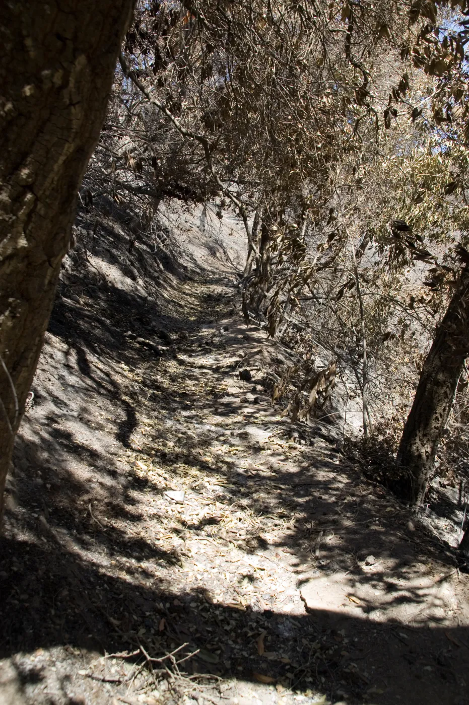 Pritchett Trail after the Jesusita Fire