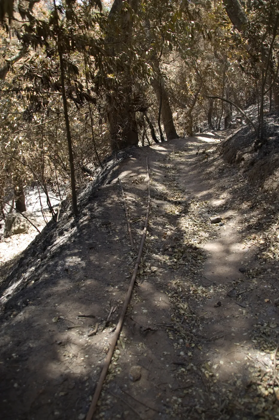Pritchett Trail after the Jesusita Fire