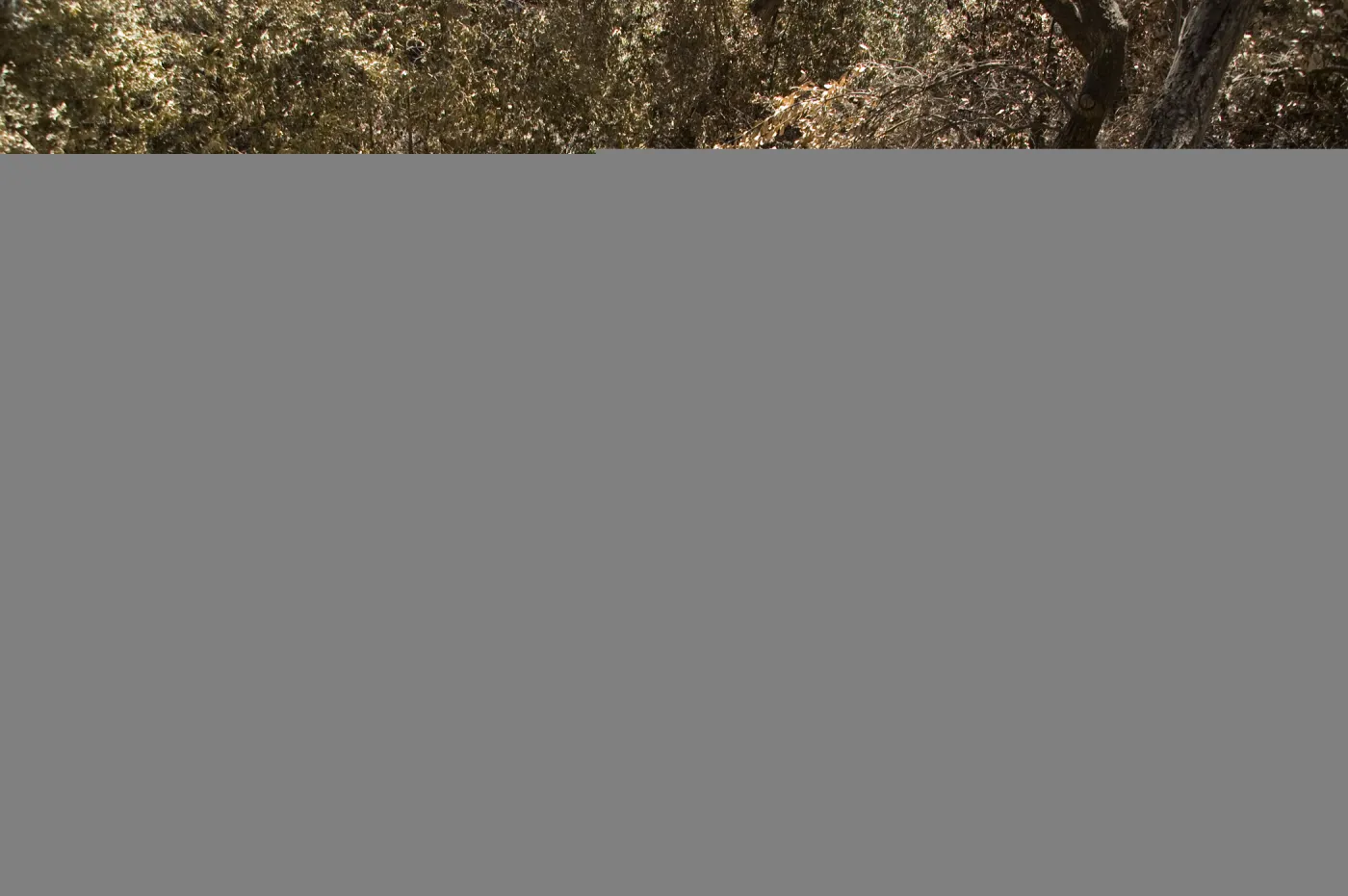 burned out foot bridge on lower zig-zag of Pritchett Trail after the Jesusita Fire