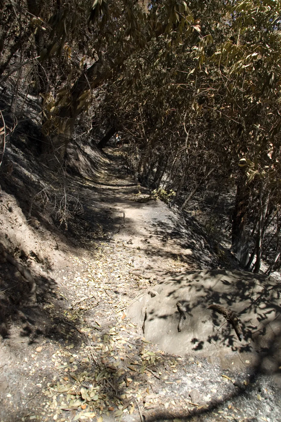 Pritchett Trail near canyon bottom entrance after the Jesusita Fire