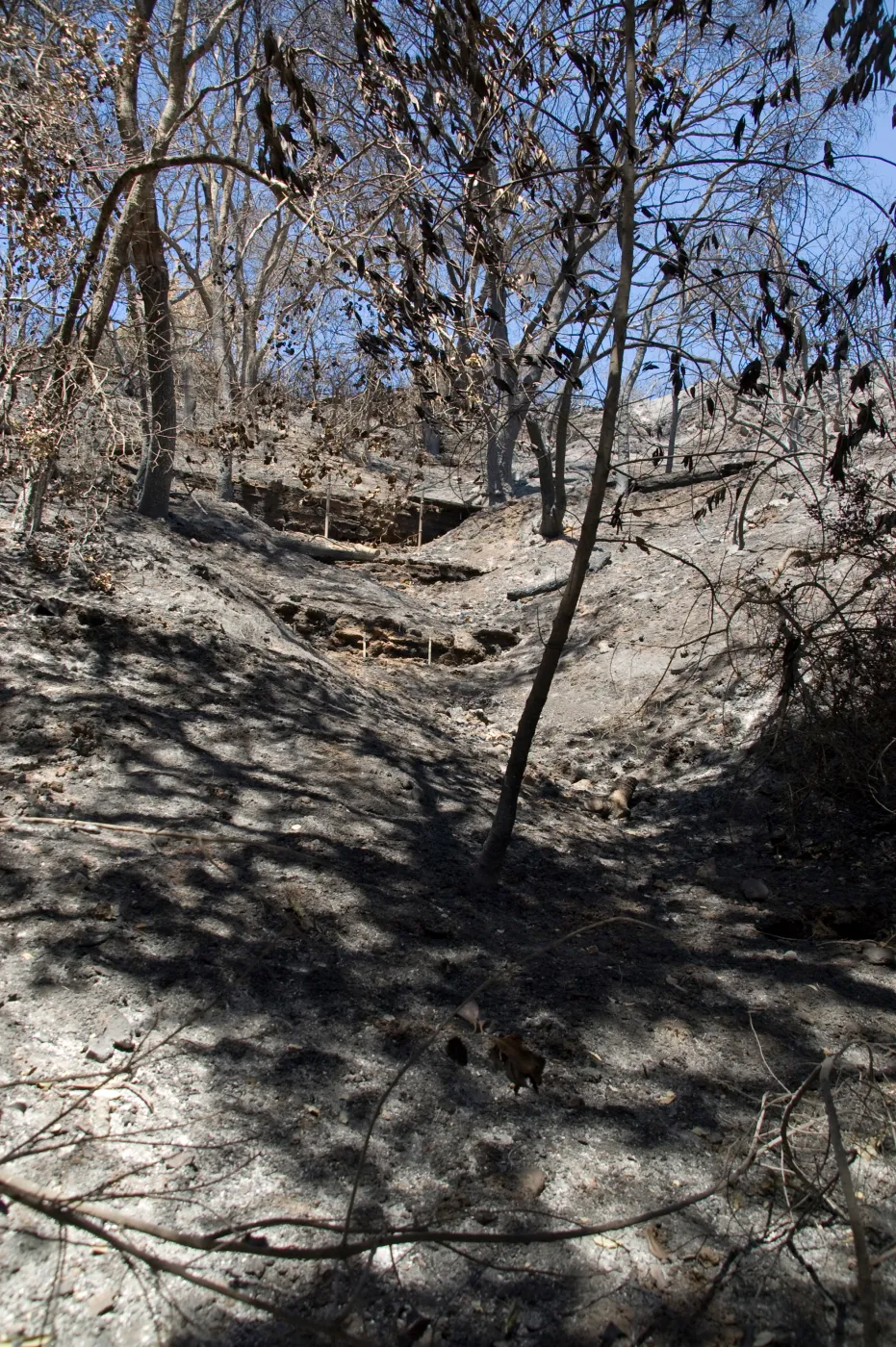 steep Pritchett Trail slope with burned railroad tie retaining walls after the Jesusita Fire