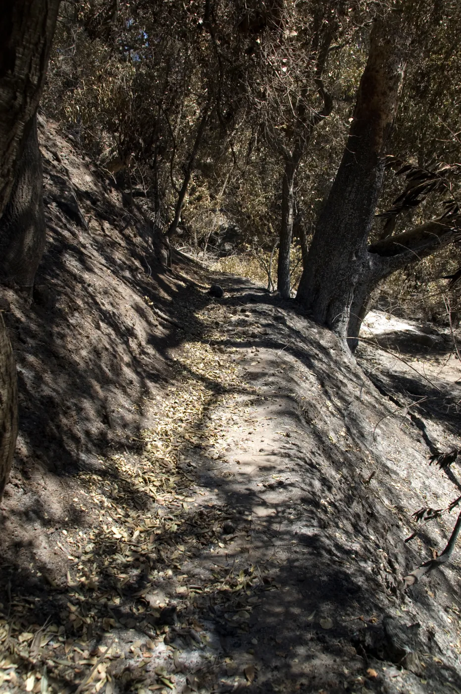 lower Pritchett Trail, near Canyon Trail after the Jesusita Fire