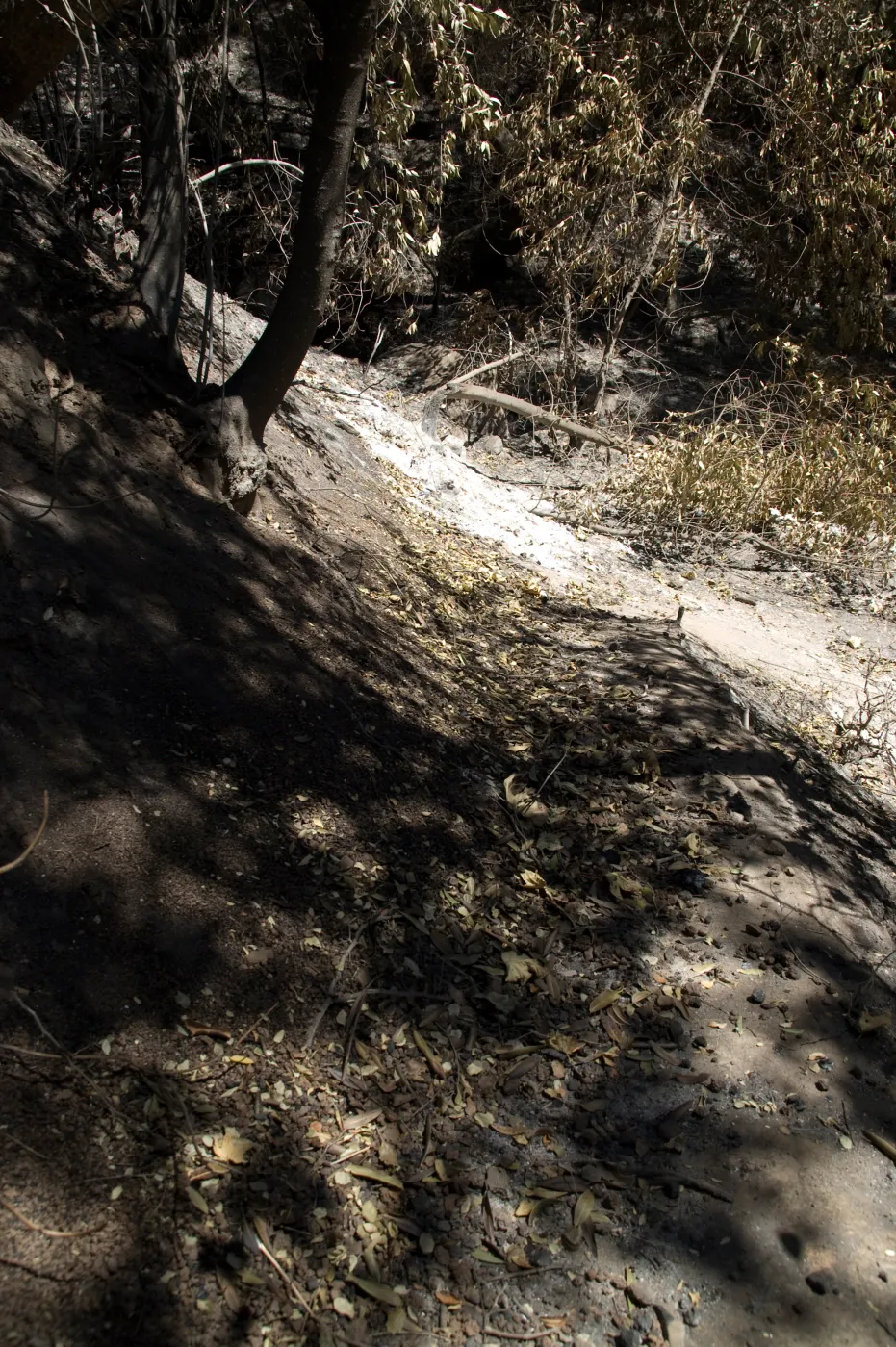 Pritchett Trail at Canyon Trail exit after the Jesusita Fire