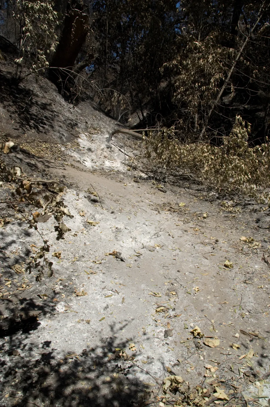 Pritchett Trail at Canyon Trail after the Jesusita Fire